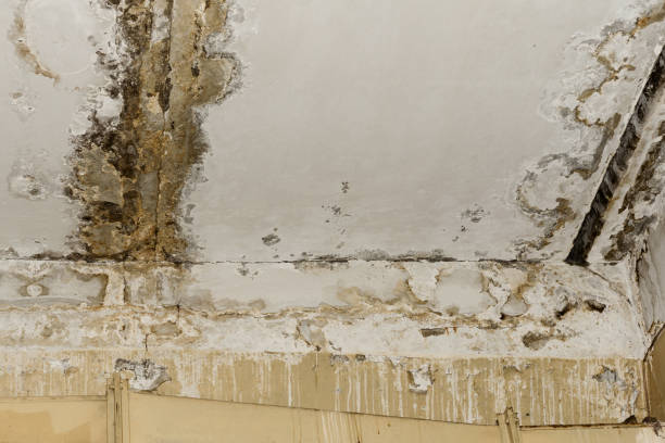 Why You Should Choose Our Mold Remediation Services in Kodiak Station, AK